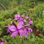 Epilobium dodonaei flower picture by Pascal Vassy (cc-by-sa)