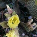 Opuntia microdasys flower picture by Pablo Da Silva (cc-by-sa)