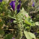 Echium sabulicola leaf picture by Juan Carlos Viera (cc-by-sa)