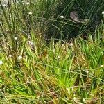 Eriocaulon volkensii habit picture by susan brown (cc-by-sa)