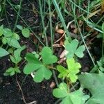 Oxalis dillenii leaf picture by Rosalyn Jones (cc-by-sa)