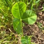 Trifolium spumosum leaf picture by Ruiz Francisco (cc-by-sa)