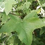 Malva olbia leaf picture by Gilbert Launay (cc-by-sa)