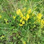 Genista tinctoria habit picture by Philippe Levarlet (cc-by-sa)