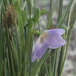 Alophia silvestris flower picture by Nelson Zamora Villalobos (cc-by-nc)