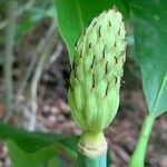 Magnolia tripetala fruit picture by Joe Beal (cc-by-sa)