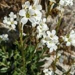 Arabis collina flower picture by Denis Bastianelli (cc-by-sa)