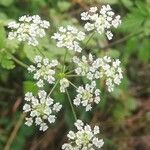 Chaerophyllum temulum flower picture by Elona Sonnen (cc-by-sa)