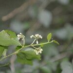 Hybanthus yucatanensis flower picture by Nelson Zamora Villalobos (cc-by-nc)