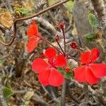 Pelargonium inquinans (l.) l'hér. flower picture by Sastre Oriol (cc-by-sa)