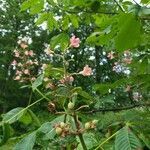 Aesculus pavia flower picture by Straka Kelli (cc-by-sa)