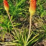 Kniphofia uvaria habit picture by zarraga jose luis (cc-by-sa)