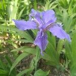 Iris tectorum habit picture by Dieter Albrecht (cc-by-sa)