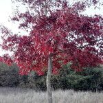 Quercus palustris habit picture by Sabina Hartmann (cc-by-sa)