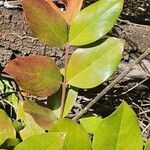 Acokanthera schimperi leaf picture by susan brown (cc-by-sa)