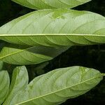 Solanum aphyodendron leaf picture by Nelson Zamora Villalobos (cc-by-nc)