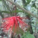 Calliandra brenesii flower picture by SINAC Pérez Greivin (cc-by-sa)