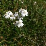 Achillea erba-rotta flower picture by Omar76 (cc-by-sa)