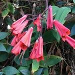 Bomarea hirsuta flower picture by Daniel Barthelemy (cc-by-nc)