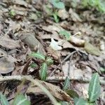 Chimaphila maculata habit picture by Serena boettcher (cc-by-sa)