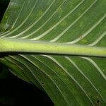 Monstera standleyana leaf picture by Nelson Zamora Villalobos (cc-by-nc)