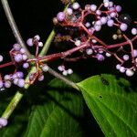 Miconia gracilis flower picture by Nelson Zamora Villalobos (cc-by-nc)