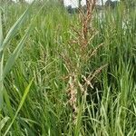 Glyceria maxima habit picture by Yoan MARTIN (cc-by-sa)