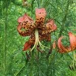 Lilium superbum flower picture by Heather Anne Walter (cc-by-sa)