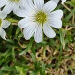 Cerastium julicum flower picture by Jani Zadrgal (cc-by-sa)