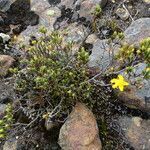 Hypericum juniperinum habit picture by Fabien Anthelme (cc-by-sa)