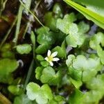 Ranunculus omiophyllus flower picture by Krzysztof Golucki (cc-by-sa)