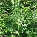 Cirsium erisithales habit picture by Justine Arnoux (cc-by-sa)