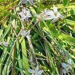 Ipheion uniflorum habit picture by Trap Hers (cc-by-sa)