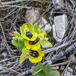 Ophrys lutea flower picture by Denis Bastianelli (cc-by-sa)