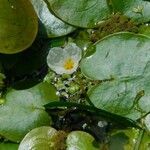 Hydrocharis morsus-ranae flower picture by Joris Moorkamp (cc-by-sa)