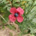 Papaver hybridum flower picture by Gelves Tekieiya (cc-by-sa)