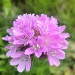 Armeria cantabrica flower picture by Diego Alex (cc-by-sa)