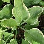 Hosta sieboldiana leaf picture by 道草 (cc-by-sa)