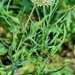 Boopis anthemoides habit picture by Trap Hers (cc-by-sa)