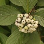 Cornus alba fruit picture by Ermakov Konstantin (cc-by-sa)