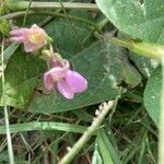 Phaseolus vulgaris flower picture by erick cuevas (cc-by-sa)