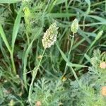 Phalaris minor flower picture by Rina Jeger (cc-by-sa)