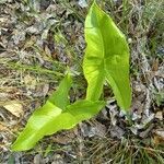 Peltandra virginica leaf picture by William Wattles (cc-by-sa)