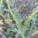 Teucrium capitatum leaf picture by joselu_4 (cc-by-sa)