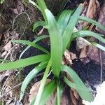 Leucojum vernum leaf picture by Pierre Meunier (cc-by-sa)