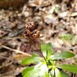 Chimaphila maculata fruit picture by Bianca Legault (cc-by-sa)