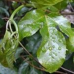 Passiflora edulis leaf picture by campos prado suely (cc-by-sa)