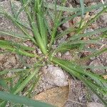 Eragrostis minor leaf picture by Oliveira Vander (cc-by-sa)