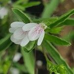 Justicia calyculata flower picture by susan brown (cc-by-sa)