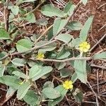 Melhania ovata habit picture by susan brown (cc-by-sa)